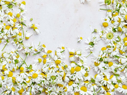 Spa holidays and day spa in Lower Bavaria Herz aus Kamillenblüten auf hellem Hintergrund