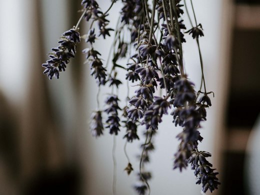 Spa holidays and day spa in Lower Bavaria Getrockneter Lavendel hängend zum trocknen